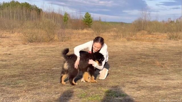 Банхар: всё о породе