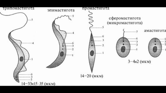 Род Трипаносомы (Trypanosoma) смотреть онлайн