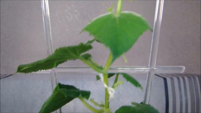 Комнатные огурцы замерли! смотреть онлайн