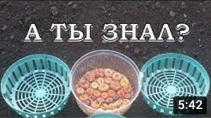 ГЛАДИОЛУСЫ высаживаем В КОРЗИНКИ???