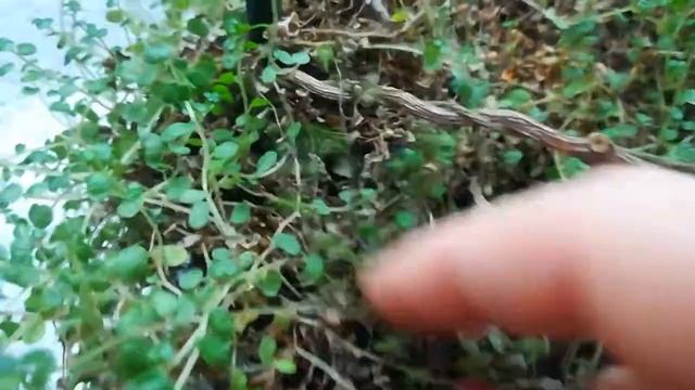 Солейролия кричит SOS! смотреть онлайн