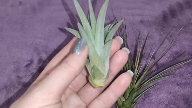 Тилландсия атмосферная. Новиночки смотреть онлайн