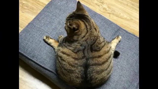 смешные фотографии котов 1 часть смотреть онлайн