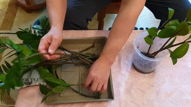 Размножение Замиокулькаса в воде. Результаты.