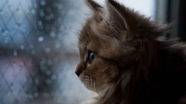 В такую дождливую погоду кошки ищут укрытие от дождя показ слайдов 2015! смотреть онлайн