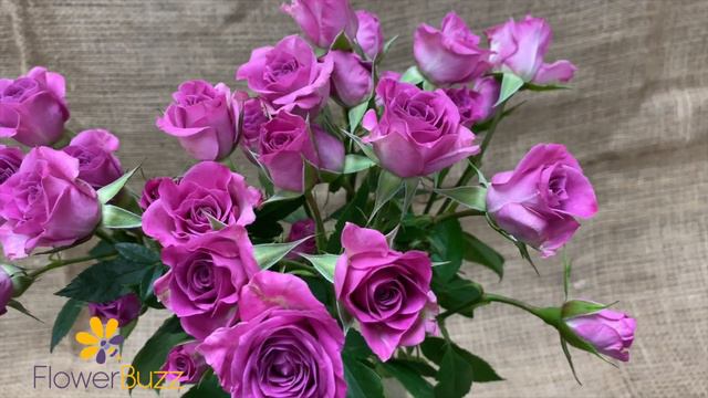 Spray Rose Purple Sky смотреть онлайн