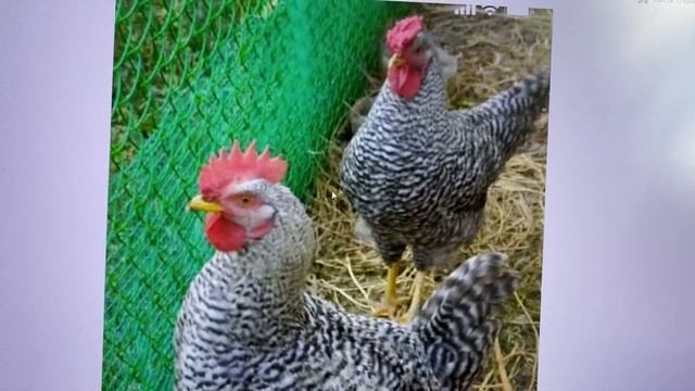 Петух на племя на примере Амрокс. Как отобрать петуха на племя смотреть онлайн