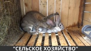 Спаривание Кроликов. Великан и Бабочка!