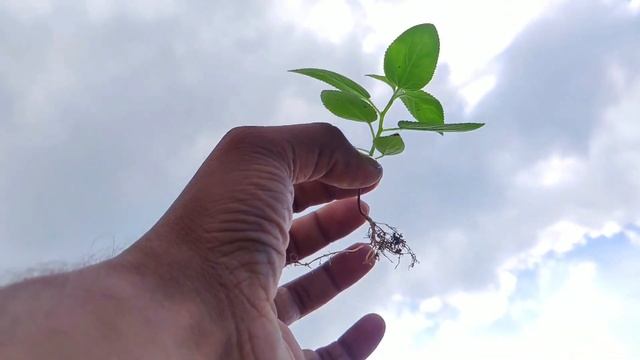 ВОЗДЕРЖАНИЕ СУПЕРСИЛА!! ВОЗДЕРЖАНИЕ ОДИНОЧЕСТВО!! ВОЗДЕРЖАНИЕ ЭТО ЖИЗНЬ!! смотреть онлайн