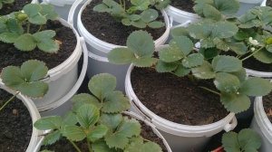 Клубника в вёдрах!!!