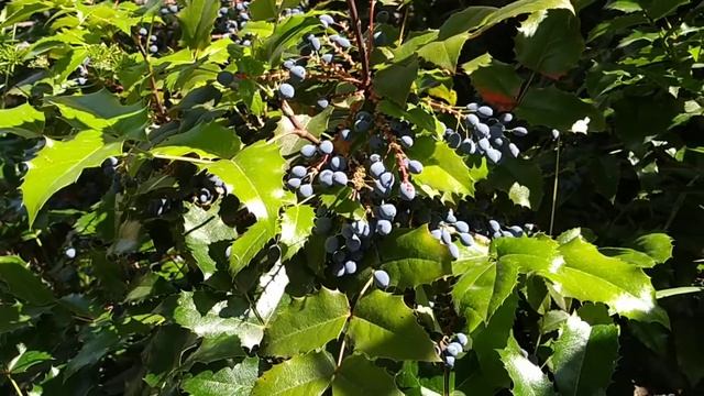 Oregon grape (Mahonia aquifolium) смотреть онлайн