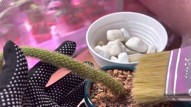 14.05.23 Перестановки, Пересадки, Полив #хильдевинтера#церопегия Вуда смотреть онлайн