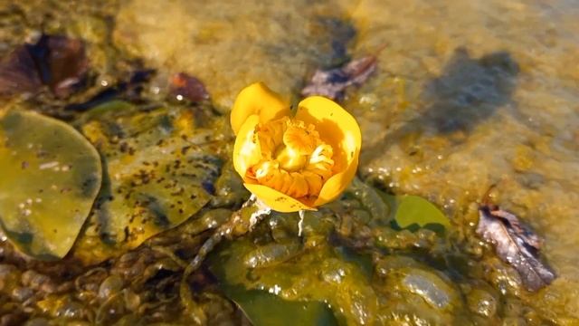 Лето. Август. Дача. смотреть онлайн