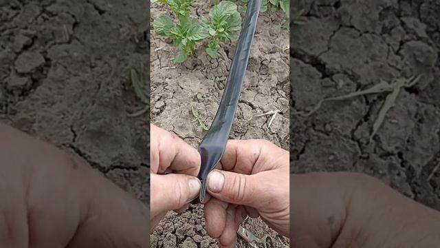 делаем для картошки, тыквы капуста,помидоры.капельный полив смотреть онлайн