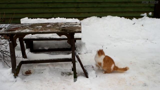 Кот спортсмен. Рыжик, 3 часть. Рыжий кот прыгает / Cat gymnast athlete. Cat jumping. Orange cat 3 смотреть онлайн