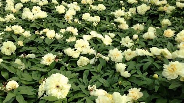 Peony Sunny Girl - Www.peonyshop.com