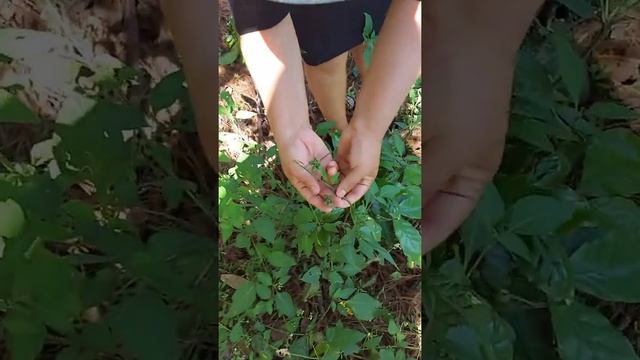 Mostrandoles la MORA y CHIPILIN смотреть онлайн