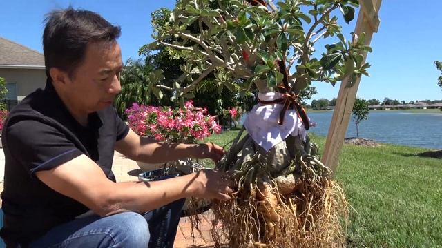 Repotting  Desert Rose  (Adenium Plants) For Bigger Caudex
