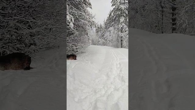 Навалялись с Мотей в лесу в сугробах / Карелия зимой смотреть онлайн
