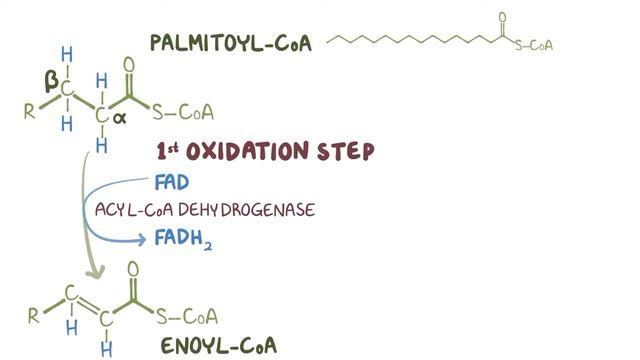 Yog'larning ß ( betta) oksidlanishi | Erkin dublyaj смотреть онлайн