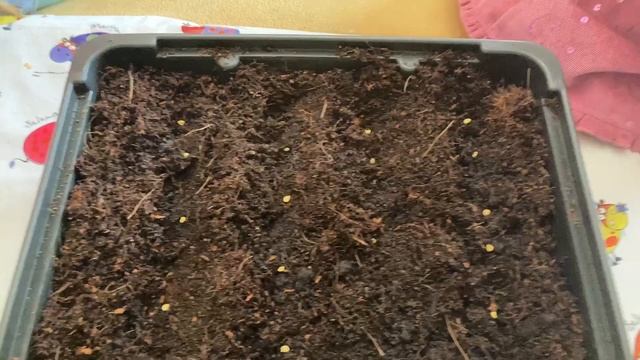 Посадка перца на рассаду - сорт "Фон Барон Красный" смотреть онлайн