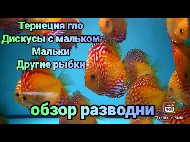 Апрельский обзор разведения рыбок #aquarium #discus #аквариумныерыбки #аквариум #разводня #fish смотреть онлайн