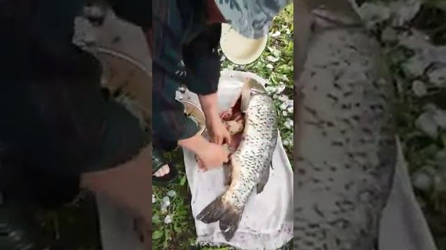 Вскрытие трупа смотреть онлайн