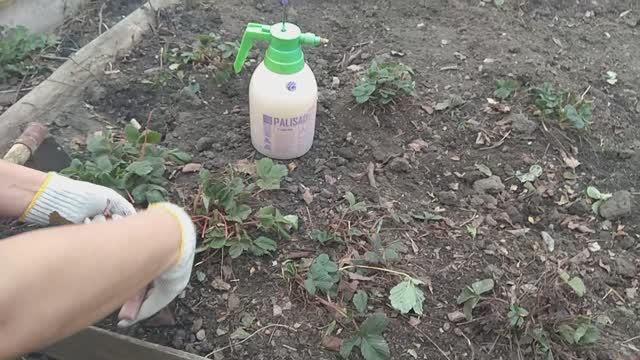 Уход за клубникой. смотреть онлайн