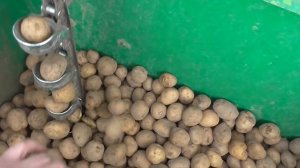 Посадка картофеля сажалкой bomet