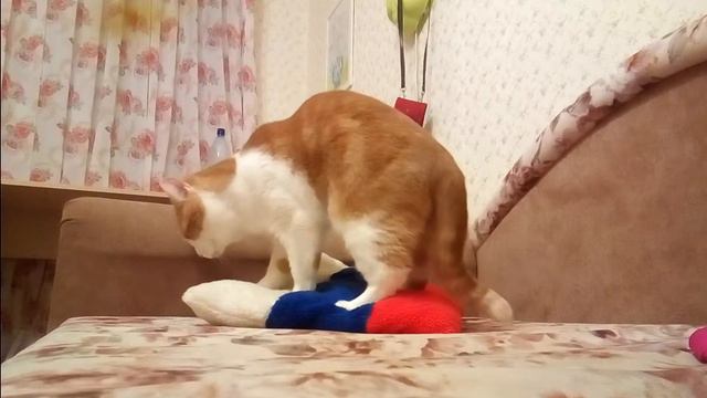 Что делает мой кот?? смотреть онлайн