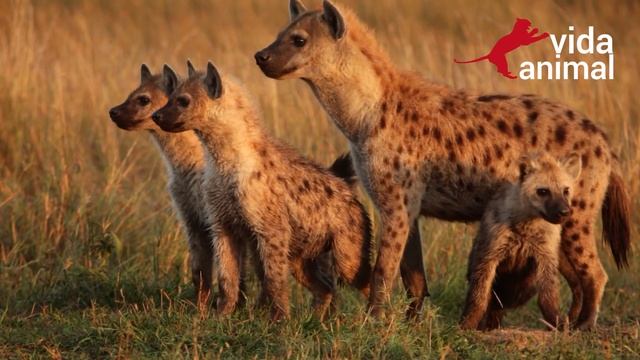 GNU TENTA MAS NÃO ESCAPA DE HIENAS - VIDA ANIMAL смотреть онлайн
