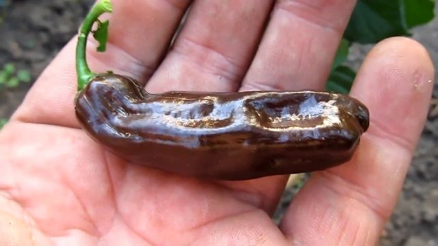 Chocolate Habanero Long - Шоколадный Длинный Хабанеро