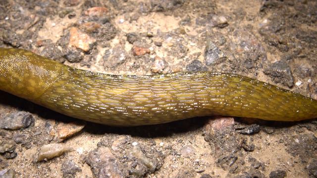 © 4К. Слизень ⚡️ Slugs ⚡️ смотреть онлайн