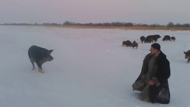Cупер рыбалка с дикими кабанами под Астаной смотреть онлайн