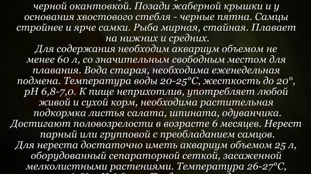 Аквариумная рыбка Барбус алоплавничный смотреть онлайн
