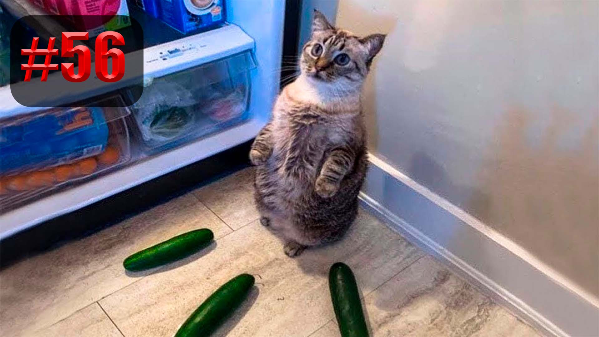 549 секунд Смеха ?? Смешных моментов | Милые котики Приколы с котами ?? Смешные коты #56 смотреть онлайн