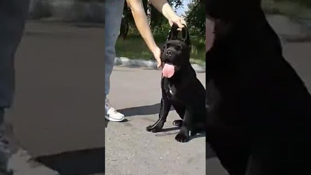Кане корсо , щенок 3, 5 мес. девочка, черный окрас. Свободна для продажи. смотреть онлайн
