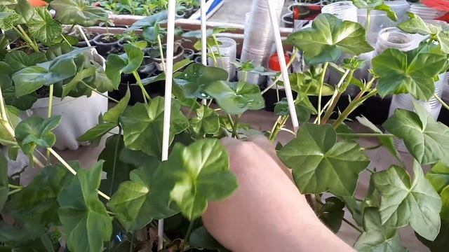 Формируем плющелистную пеларгонию . смотреть онлайн