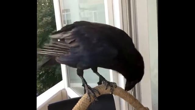 За один день выучил две команды, ворон умная птица смотреть онлайн