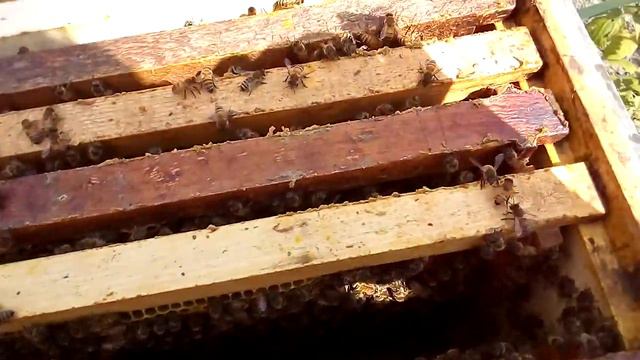 Развитие отводка кардован смотреть онлайн