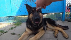 Появился хлороз на клубнике и черешне, лечим железным купоросом.