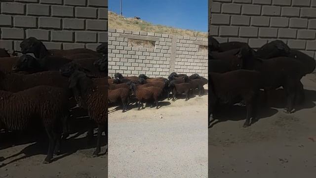 Гиссарские бараны куплены в Кыргызстан. смотреть онлайн