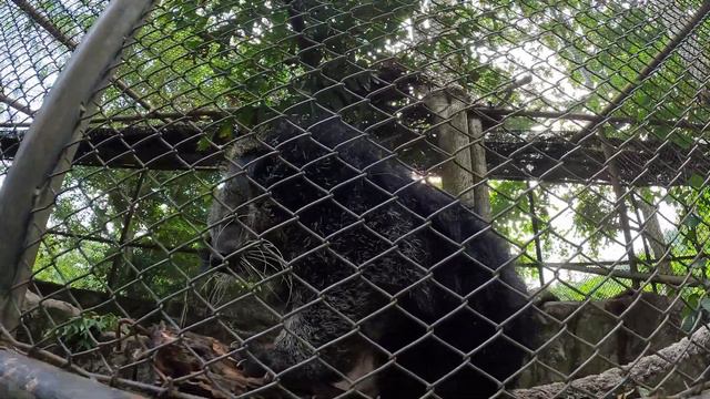 Паттайя 2024 | Зоопарк Khao Kheow Open Zoo | Цены на фрукты | Большой Будда. #таиланд #паттайя смотреть онлайн
