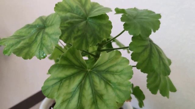 Ох, уж этот хлороз у пеларгоний смотреть онлайн