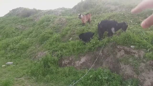 Hisor Fortress (Қалъаи Ҳисор), Hisor, Tajikistan. | PART 2 смотреть онлайн