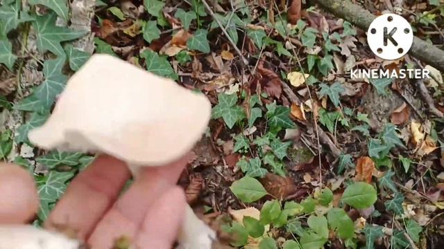 Clitocybe geotropa/ เดินเล่นกันจ้า ป่าหลังบ้านกับสองแสบ смотреть онлайн