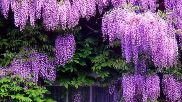 Об этом вам не расскажет ни один врач- почему у вас болят ноги и останавливается сердце. смотреть онлайн