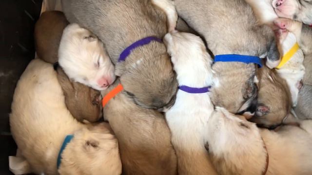 Коробочка📦 счастья🐾🤗❤! - помет «П» смотреть онлайн