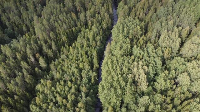 Карелия. Отцовская дача. Полеты вдоль речки. Пятница, 25 августа 2023 г. (Под Эннио Марриконе.)