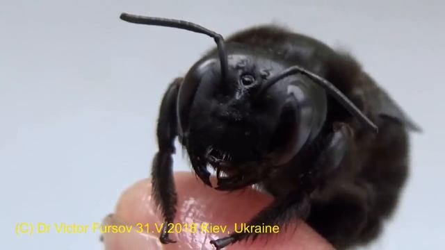 Angry Monster or Kind Carpenter Bee? Who is It? How Do They Live? Bee Xylocopa violacea (Apidae). смотреть онлайн
